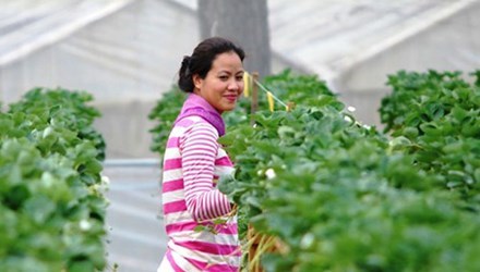 Nông dân 'chịu chơi' thuê chuyên gia châu Âu làm vườn
