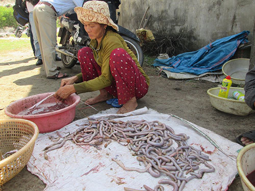 Tận diệt giun biển bán qua Trung Quốc
