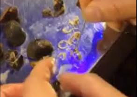 Đang ăn ốc dừa, chết khiếp khêu phải ổ sán