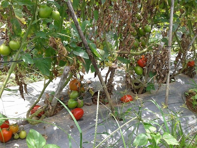 Dân Đà Lạt đổ cả trăm tấn cà chua cho bò ăn