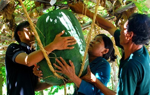 Bí đao khổng lồ nặng gần tạ ở Bình Định