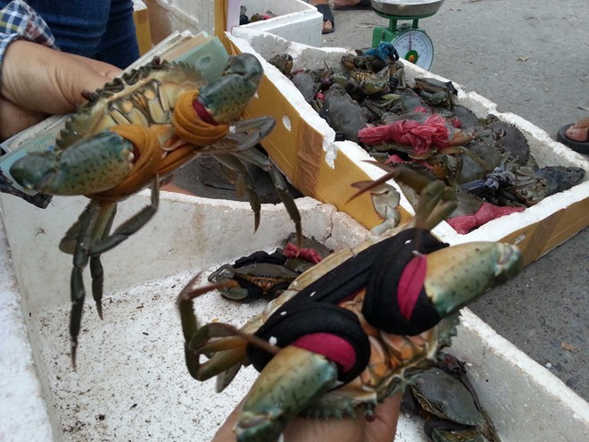 Cua biển nằm ngửa 50 ngàn/kg, mua rồi khó ăn