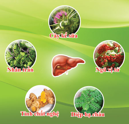 5 thảo dược quý trị bệnh gan