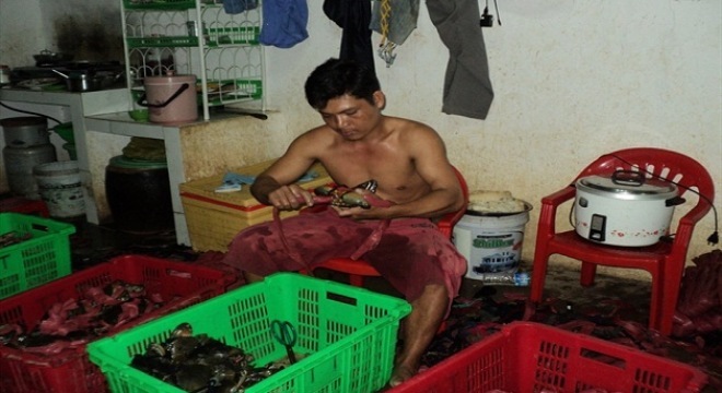 Cua nằm ngửa, Cà Mau 200 ngàn ra Hà Nội bán 50 ngàn
