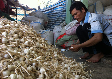 Vua tỏi Lý Sơn và ước mơ ‘siêu phẩm’ 5 triệu/kg