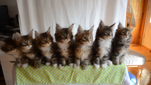 Màn đồng diễn cực đáng yêu của 7 con mèo