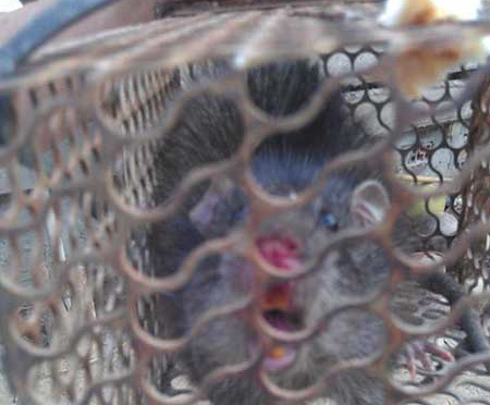 Top với hơn 67 về mô hình nuôi chuột cống nhum hay nhất  Tin học Đông Hòa