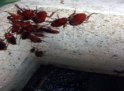 Kinh hãi những bộ xương trắng trong bể nước nhà hàng