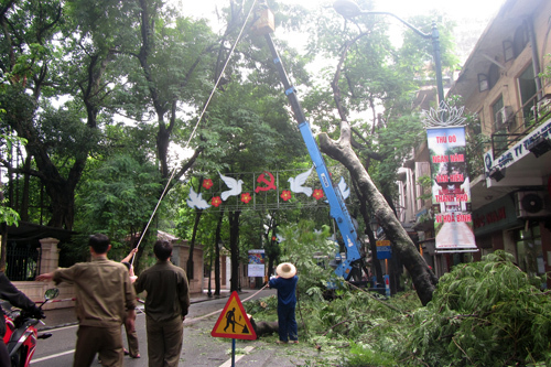Hà Nội hối hả cắt tỉa cây sâu mục chống bão
