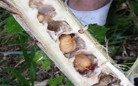 Săn đặc sản sâu măng làm mồi nhậu