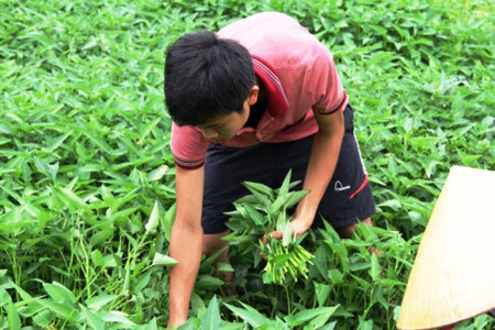 Thủ khoa khối B chưa hài lòng với điểm 29