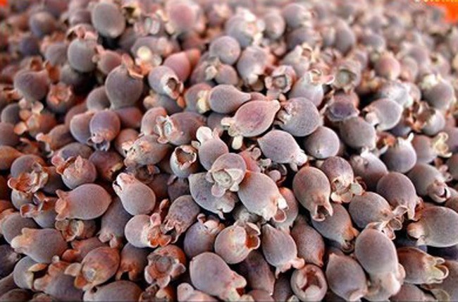 Sim rừng Phú Quốc giá 100.000 đồng/kg ở Hà Nội