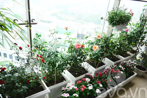 Thăm vườn hoa ban công tuyệt đẹp ở Cầu Giấy