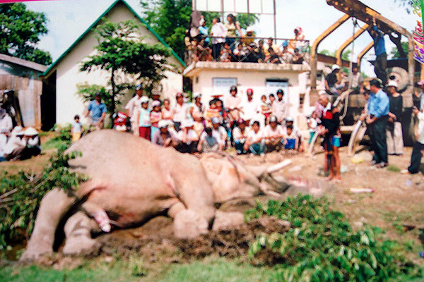 Đại gia Tây Nguyên và đám ma voi hiếm có