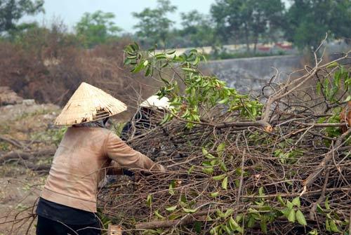 Kỳ lạ Sài Gòn: Mót củi giữa lòng thành phố