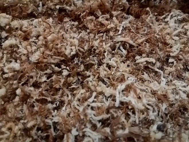 Cơn sốt ruốc chân nấm hương đốt cháy tháng cô hồn