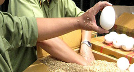 Trứng ngỗng Tàu đầu độc bà mẹ mang thai
