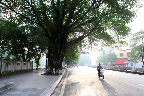 Hàng cổ thụ đẹp sắp 'biến mất' ở Thủ đô