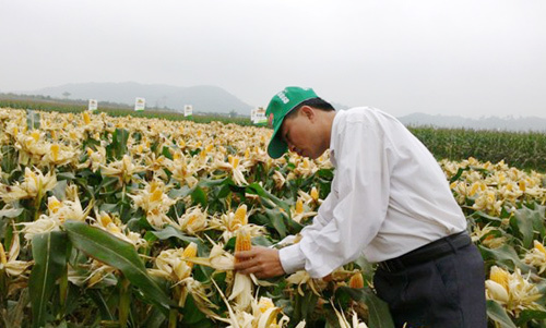 Dân Việt sắp được ăn ngô biến đổi gen