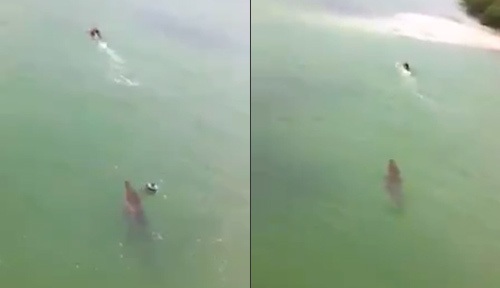 Bị cá sấu rượt đuổi cận kề cái chết