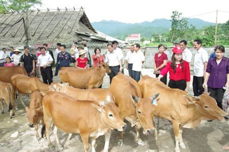 FrieslandCampina Việt Nam tặng 60 con bò giống cho nông dân nghèo