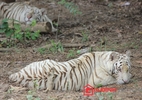 Đại gia 'điếu cày': 70 tỷ nuôi hổ trắng, tê giác châu Phi