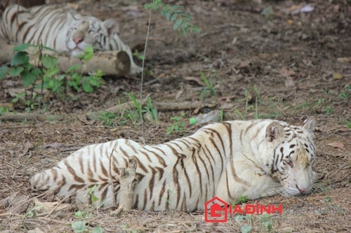 Đại gia 'điếu cày': 70 tỷ nuôi hổ trắng, tê giác châu Phi