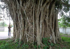 Ngắm gốc cây sanh trăm tuổi tuyệt đẹp