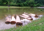 Chủ tịch Thanh Hóa yêu cầu làm rõ vụ phá rừng phòng hộ