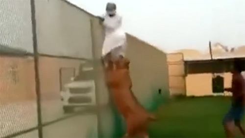 Chết khiếp vì bị sư tử... hôn mông