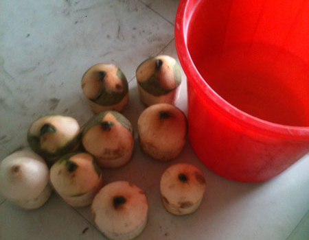 Hãi hùng xem cảnh 