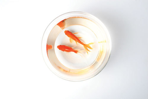 Học cách chung sống: Mắt mở, mắt khép hờ