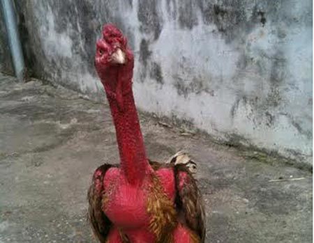 Chiến kê Xám Thần: Gà chọi bạc  tỷ số 1 đất Bắc