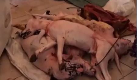 Sáng ăn phở formol, tối nhậu thịt chó thối