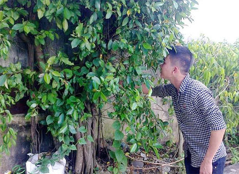 Đổ xô săn si đỏ làm thuốc chữa bệnh ung thư