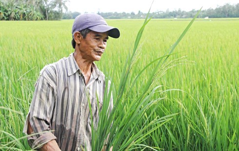 Lúa 'siêu Trung Quốc': Chỉ để cho... gà ăn!