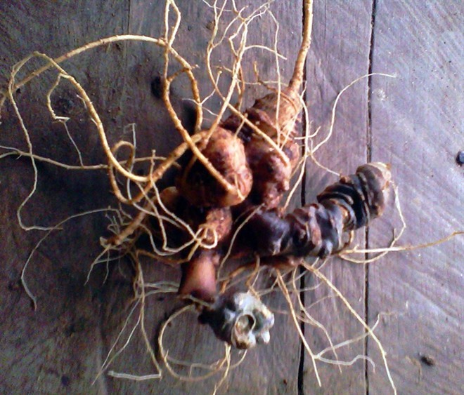 Hai đại gia giữ kho sâm Ngọc Linh trên đỉnh Măng Lùng