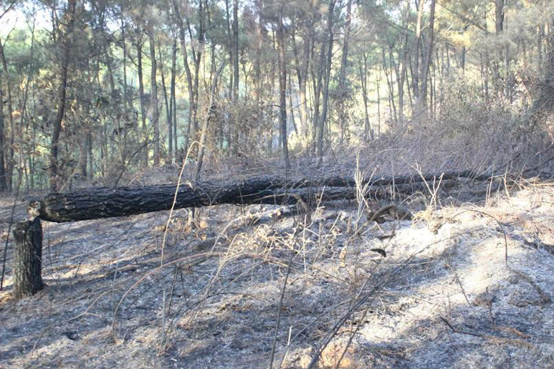 Nỗ lực chữa cháy rừng, hạt phó kiểm lâm hy sinh