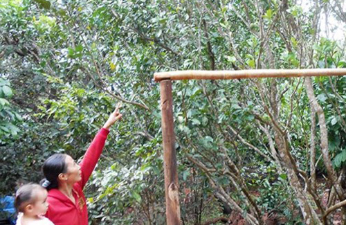 Săn lùng cả bưởi sâu bệnh, bưởi non, bưởi rụng…để giảm béo?