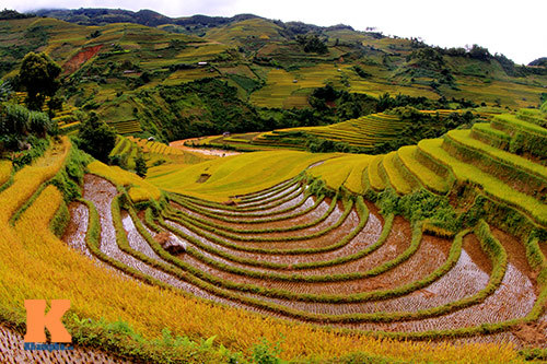 Mù Cang Chải rực vàng mùa lúa chín