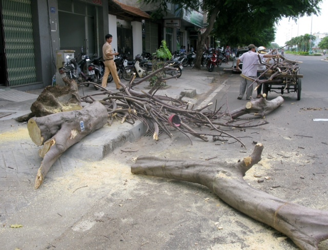 Cây chết khô bật gốc đè 3 người