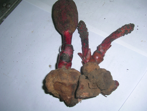 Kỳ lạ loài nấm ‘tan cửa nát nhà’ trên đỉnh Tây Côn Lĩnh