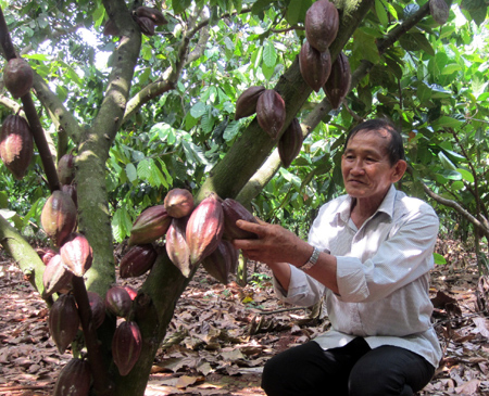 Cây ca cao thâm nhập miệt vườn