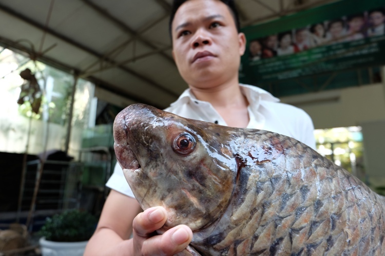 Vào Tây Nguyên săn cá tiến vua về Hà Nội nhậu