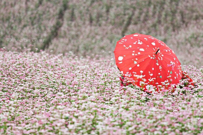 Lạc vào miền cổ tích trong mùa hoa tam giác mạch