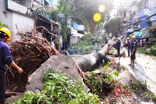 Sài Gòn mưa lớn, hàng loạt cây xanh đổ