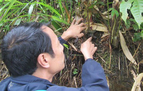 Lùng cỏ phát sáng 100 triệu đồng/kg trên đỉnh Tây Côn Lĩnh