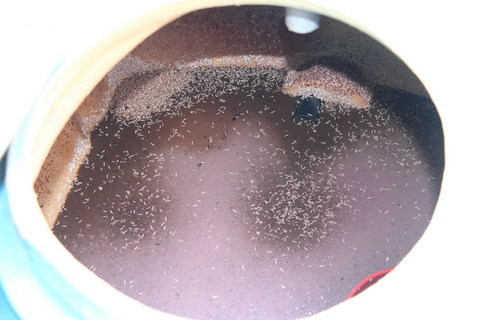 Giòi bò lúc nhúc trong cơ sở chế biến mắm tôm