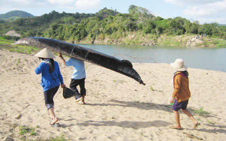 Hòn đá kỳ lạ bên sông Kỳ Lộ