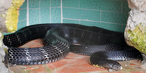 Bắt được rắn hổ mang chúa nặng 6,3kg